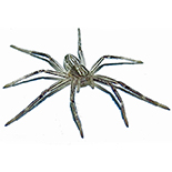 Philodromus species